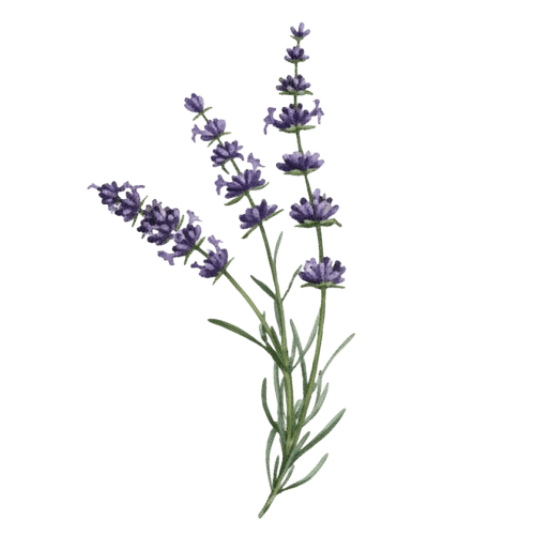 Lavender branch
